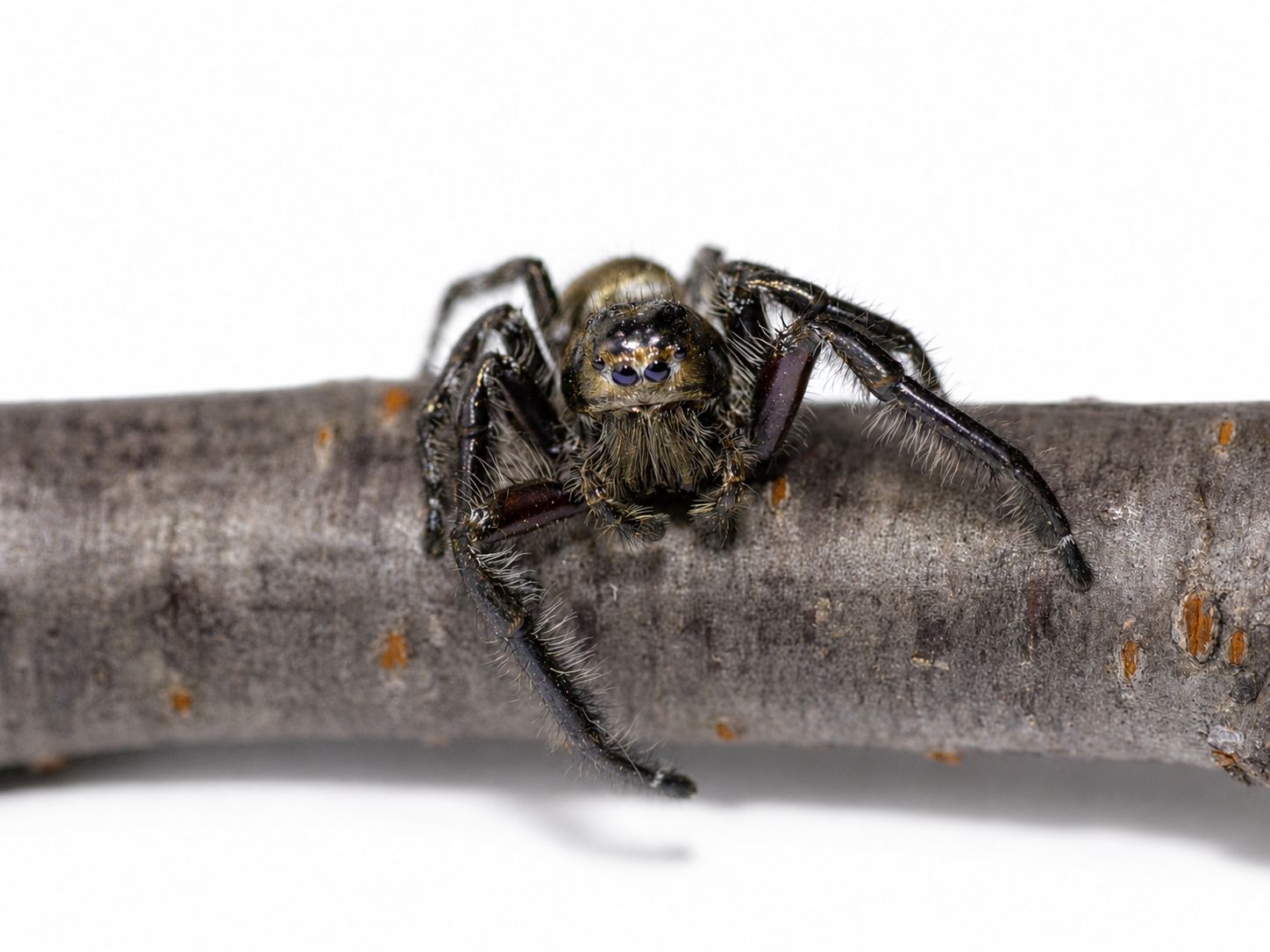 Pandercetes gracilis (Lichen Huntsman Spider) 生体 販売
