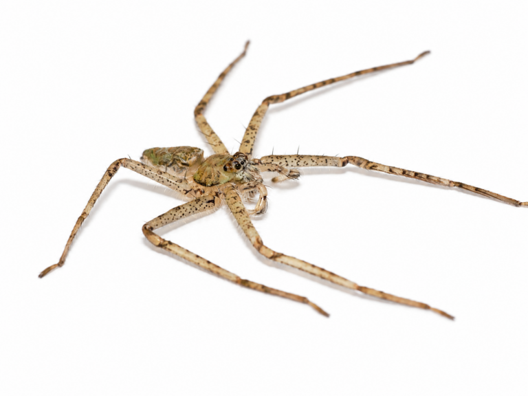Pandercetes gracilis (Lichen Huntsman Spider) 生体 販売