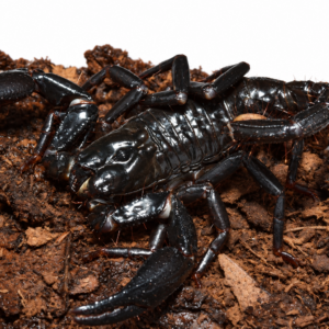 Heterometrus longimanus 生体 販売