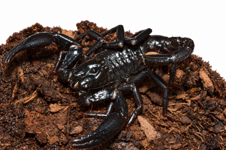 Heterometrus longimanus 生体 販売