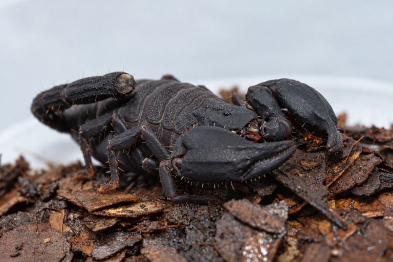 Chaerilus variegatus 生体 販売
